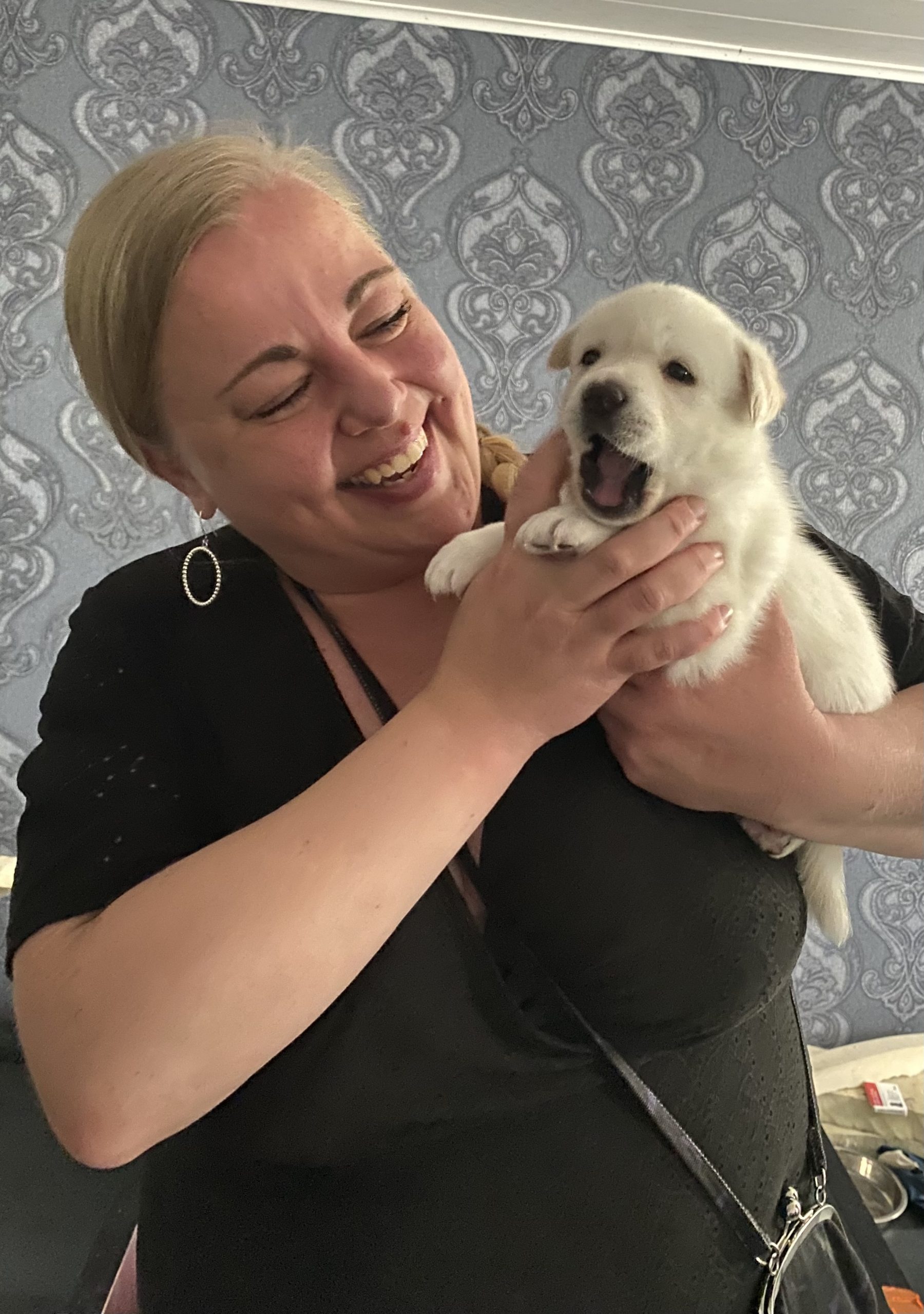 Valtuustoaloite Pohjois-Karjalan löytöeläinten hoidon laadun varmistamiseksi ja kehittämiseksi 9.12.2025